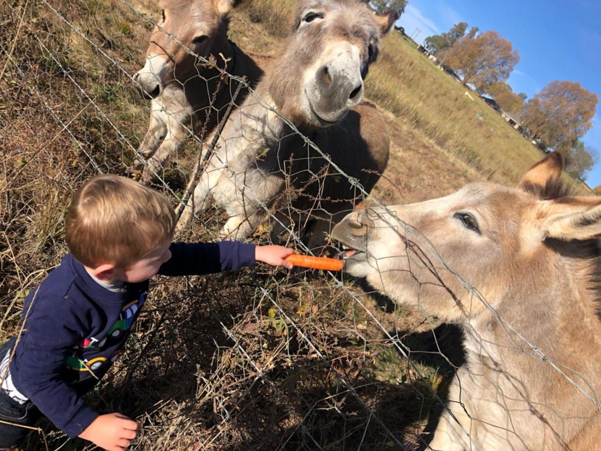 Blackbrook Farm Underberg Luaran gambar